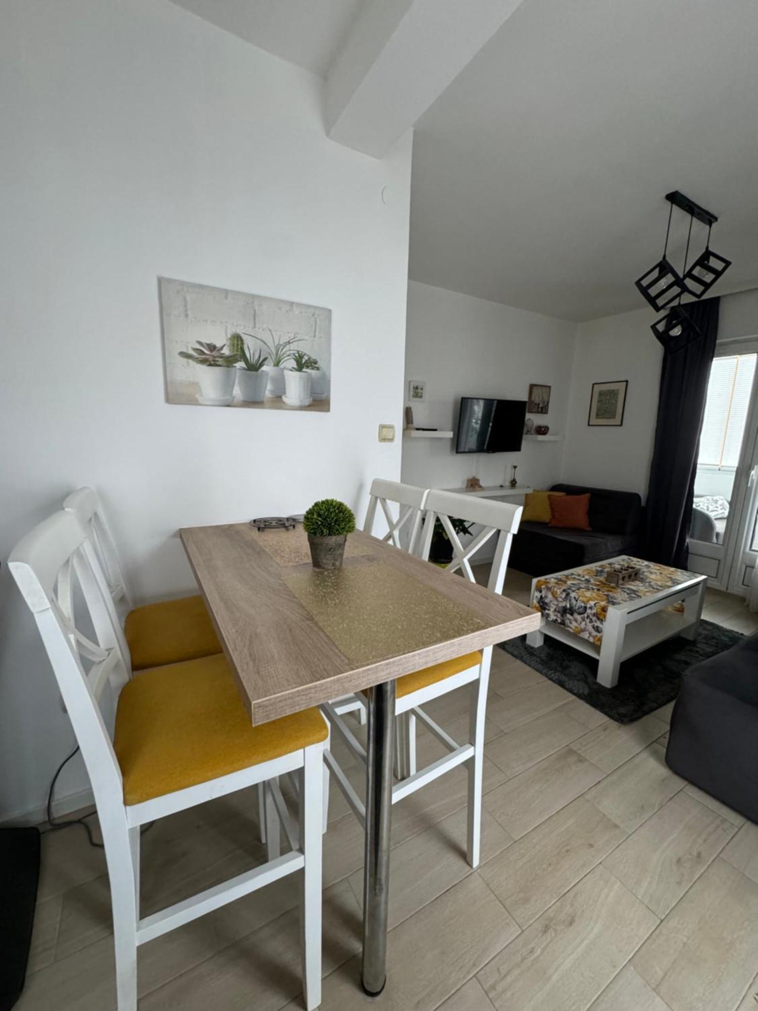 Apartment Coccinellidae